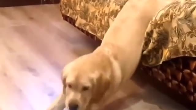 My mistress isn't home. I have yoga