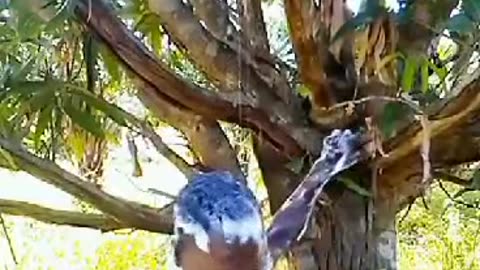 A must Watch.......Man Turn Tree To Shower Pool