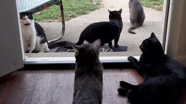 My Kitties were out on the Porch and in the Yard..