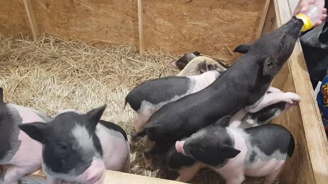 Feeding time of baby pigs