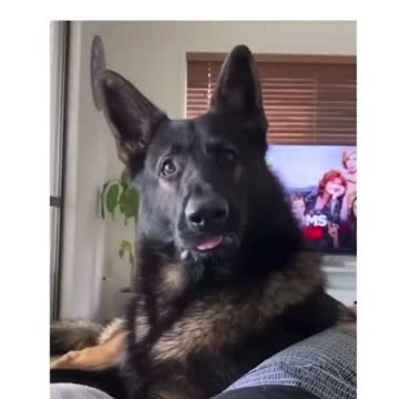 Trigger Words for Drug dogs