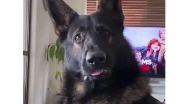 Trigger Words for Drug dogs