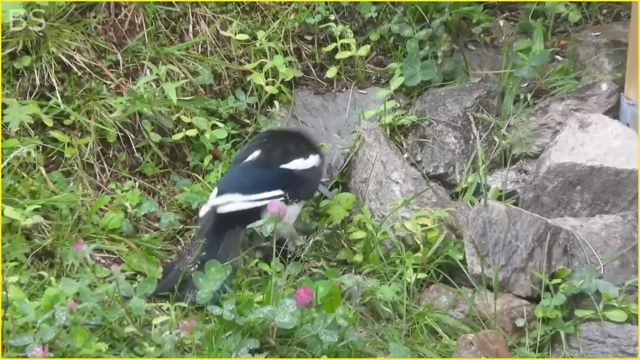 10 Most Cruel Bird Attack Caught on Camera