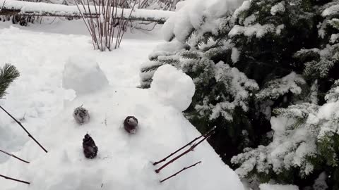 Cat Unimpressed by Custom Kitty Igloo