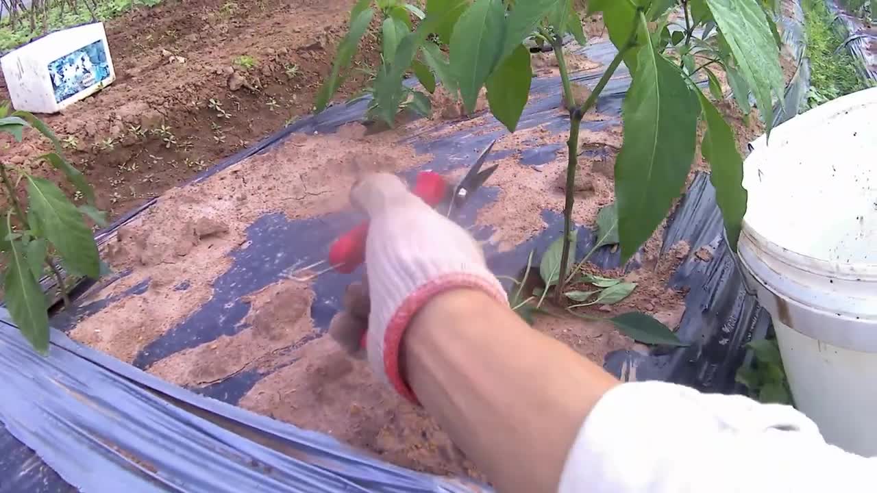 Today I’m going to cut peppers after posting the Xray over the wall tutorial