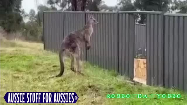 🦘KANGAROO 🥊 FIGHT🥋 - Don't Mess With An Aussie ! 🇦🇺