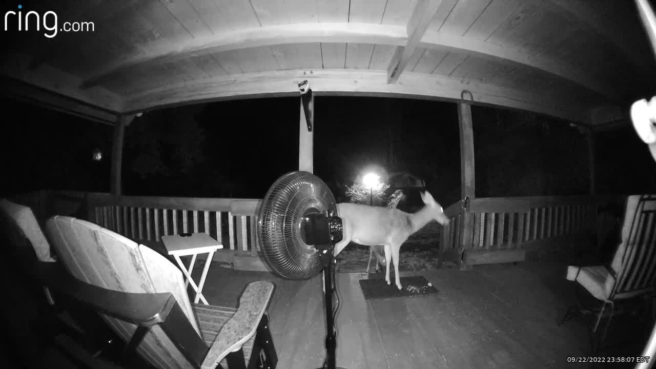 Deer 🦌 fawn 🦌 Lady has a midnight snack while Scamp watches at The Treehouse 🌳 NW NC Appalachia