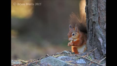 Red Squirrel Awareness Week