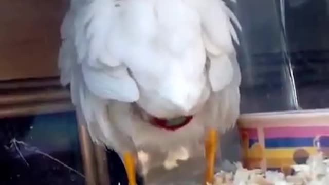 When chicken is laying a egg