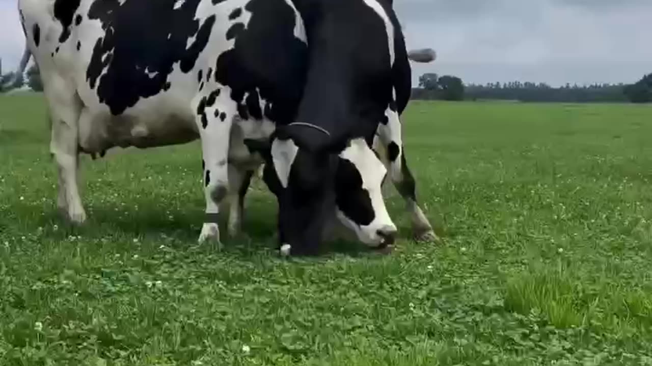 Cow emissions for AOC 😂