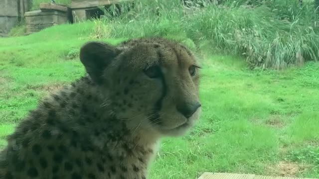 a friendly cheetah