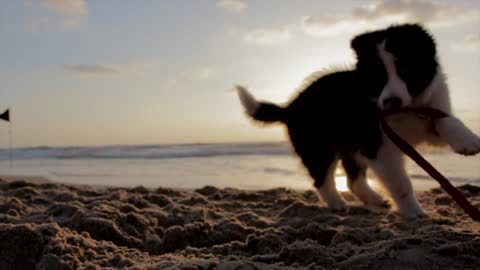 The dog is playing on the beach.