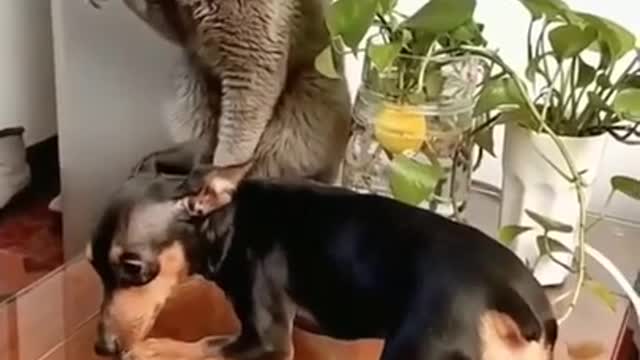 SOO FUNNY - FIGHTING - CAT VS DOG - #cat #dog #pet #shorts