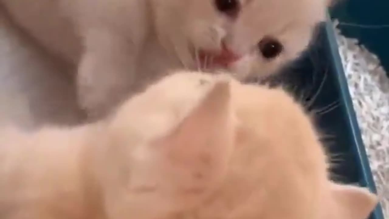 cute cat playing