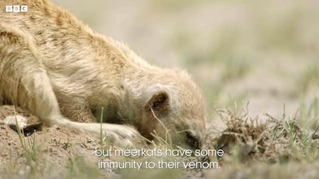 What's On The Menu for Meerkats? | Dynasties II | BBC Earth