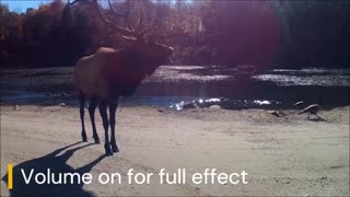 What does the elk say!?>