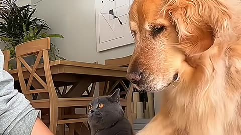 Cute pets video