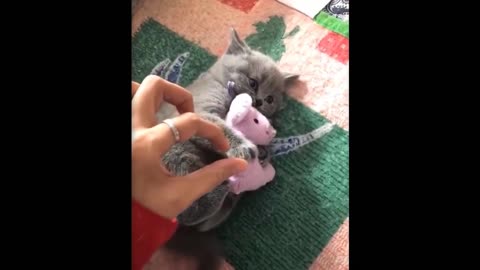 Aww - Funny and Cute Animals Compilation #1