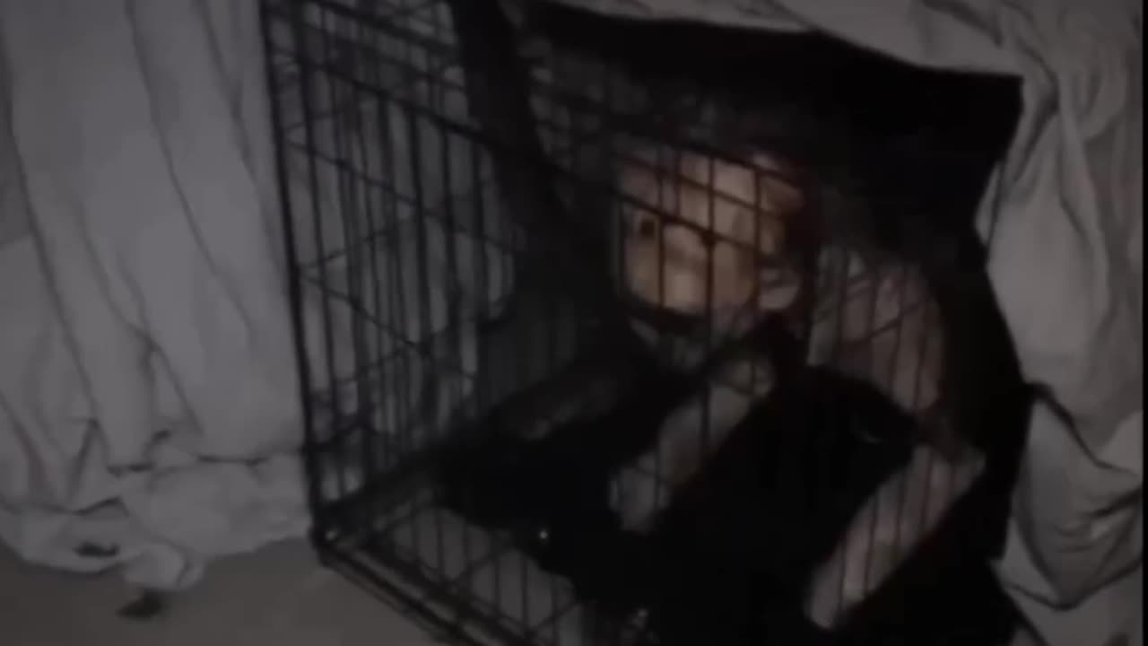Have you seen a talking dog! - darkweb videos