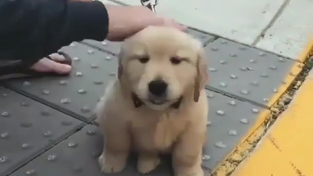 Cutie
