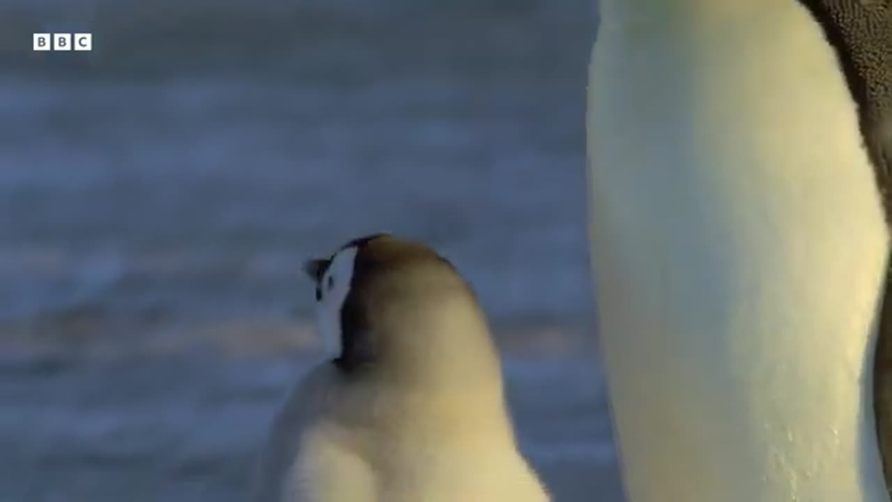 3 Hours of the Greatest Fights in the Animal Kingdom