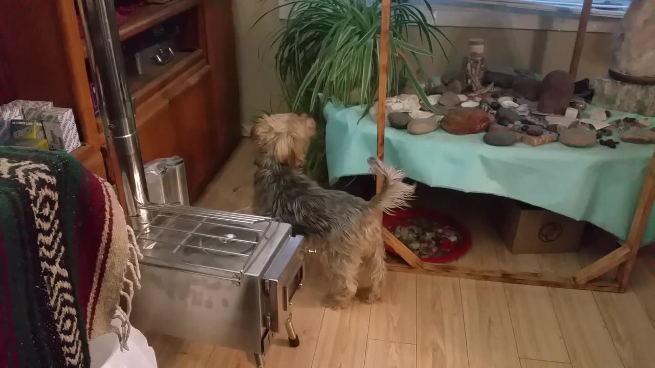 Yorkie Dog goes Bonkers to Squirrel Sound