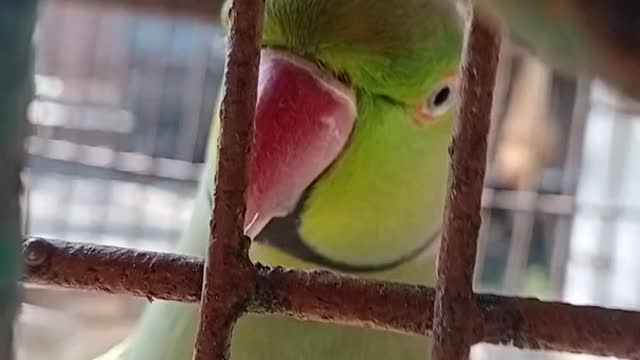 America parrot funny content