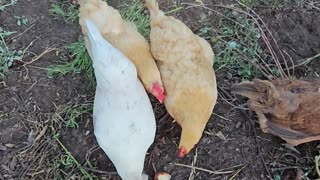 OMC! Whitey and friends sharing a homemade pizza crust treat! #whitey #chickens #hens #shorts #treat