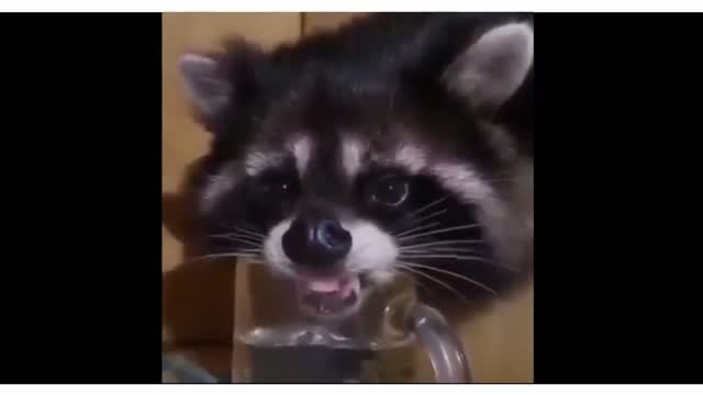 cute pets