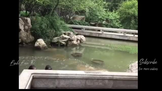 The funniest videos on the Internet are here!