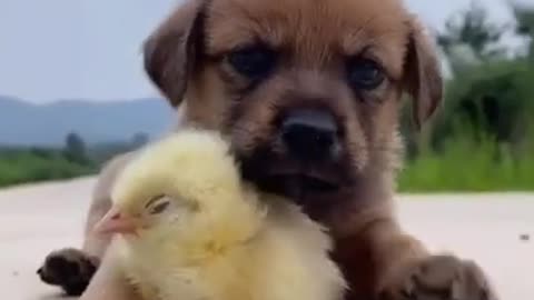 Cute and funny dog video