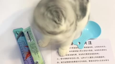 cute cats videos