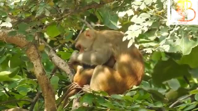 Crazy monkey each enjoy