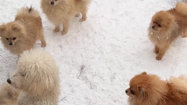 Cute Dogs in Winter