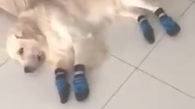 Golden retriever tries his new shoes