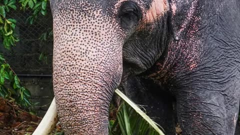 Asian Elephant 🦣 Animal Lens