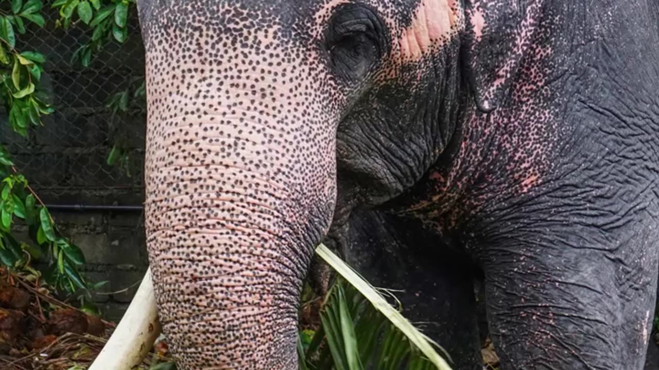 Asian Elephant 🦣 Animal Lens