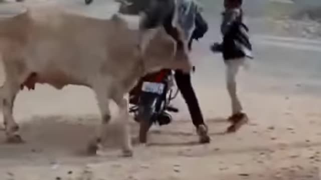 don't mess with the cow