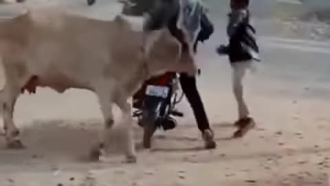 don't mess with the cow