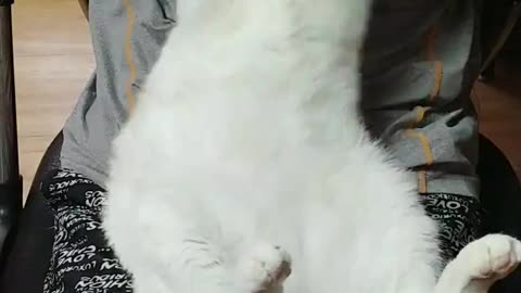 The cat is stretching
