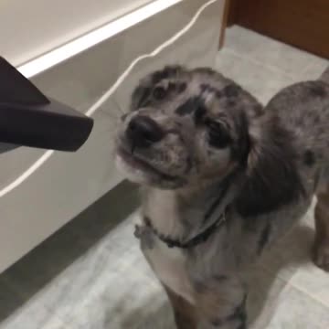 Cámara lenta capta la obsesión de un cachorro por el secador de pelo