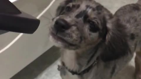 Cámara lenta capta la obsesión de un cachorro por el secador de pelo