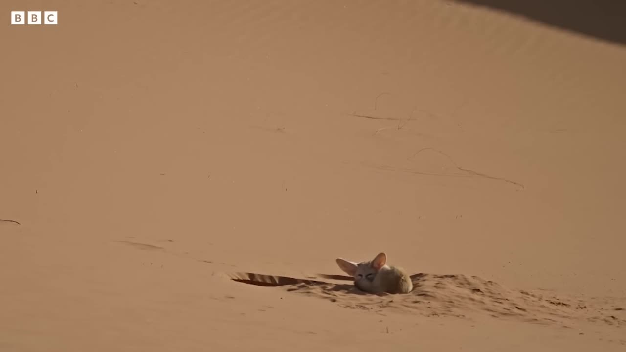 World's Smallest Wild Dog Dogs in the Wild: Meet The Family BBC Earth