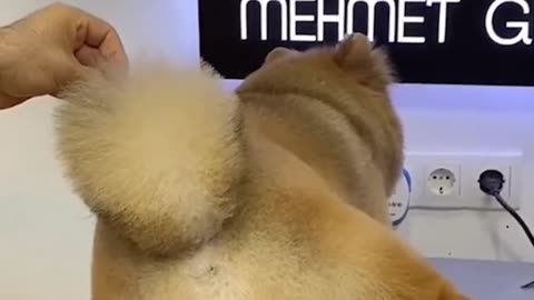 Cute Dog