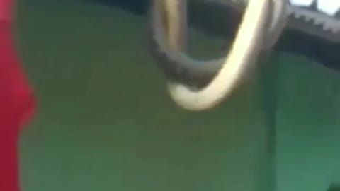 A wonderful Love, Snake Love in his best style.