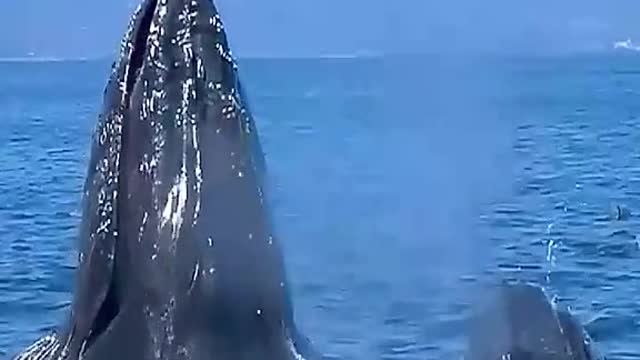 Ocean whale dolphin 🐬 shark
