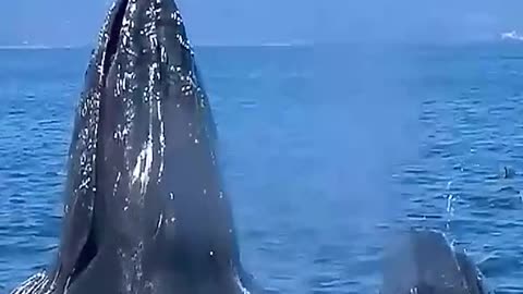 Ocean whale dolphin 🐬 shark