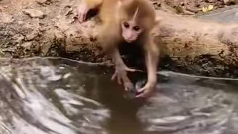 Monkey 🐒 looking after it's baby