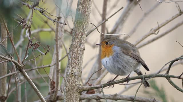 European Robin Beautiful