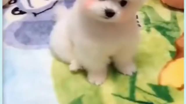 CUTE PUPPYCUTENESS